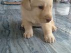 Labrador Puppies