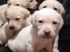 Labrador Box Face Puppies