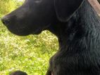 Labrador Puppy