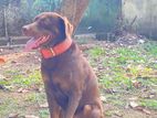 Labrador Brown Dog