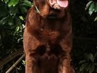 Labrador Brown Male Dog