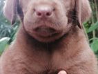 Labrador brown puppies .