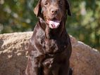 Labrador Chocolate Brown Male for Crossing