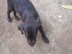 Labrador Chocolate Brown Puppy
