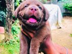 Labrador Chocolate Colours Puppies