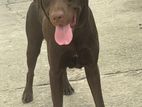 Labrador Dog Crossing