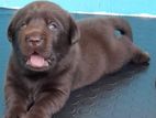 Labrador chocolate puppies (pure breed)