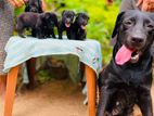 Labrador Cross