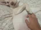 Labrador cross puppy