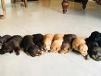 Labrador Cross Breed Puppies