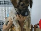 Labrador Crossed Breed Female Puppy