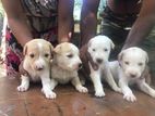 Labrador crossed Puppies