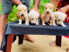 Labrador Crossed puppy (Dog) for sale