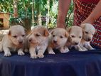 Labrador Crossed puppy | Dog