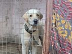 Labrador Dog For Crossing