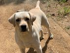 Labrador Dog for Crossing