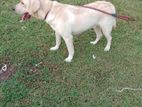 Labrador Dog For crossing