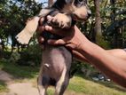 Labrador Mix Puppies