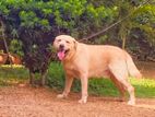 labrador dog crossing