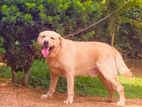 labrador dog crossing