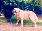 labrador dog crossing