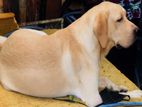 Labrador Dog Crossing