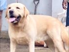 Labrador Dog for Crossing