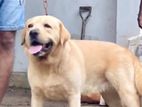 Labrador Dog Crossing