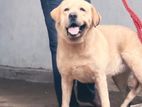 labrador dog Crossing (stud)