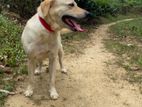 Labrador Dog