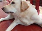 Labrador Dog Female