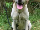 Labrador Dog For Crossing