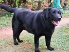 Labrador Dog for Crossing