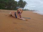 Labrador Dog for Crossing