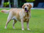 Labrador Dog for Crossing