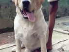 Labrador Dog for Crossing