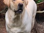 Labrador Dog For Crossing