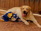 Labrador Dog For Crossing