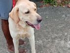 Labrador Dog for Crossing