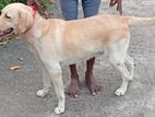 Labrador Dog for Crossing