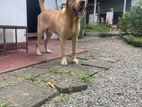 Labrador Dog for Crossing