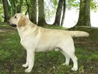 Labrador Dog for Crossing
