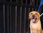 Labrador Dog For Crossing