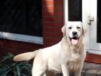 Labrador Dog for Crossing