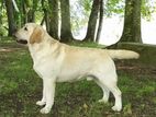Labrador Dog for Crossing
