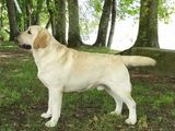 Labrador Dog for Crossing