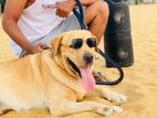 Labrador Dog for Crossing