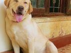 Labrador Dog for Crossing
