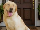 Labrador Dog for Crossing