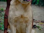 Labrador Dog for Crossing